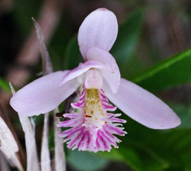 Rose Pogonia, Pogonia ophioglossoides, Hill (1)
