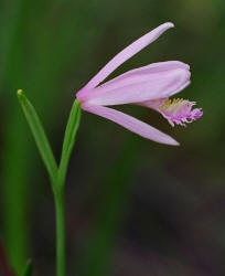 Rose Pogonia, Pogonia ophioglossoides, Hill (2)