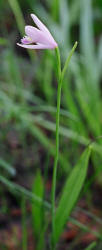 Rose Pogonia, Pogonia ophioglossoides, Hill