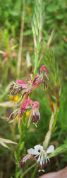 Scarlet Gaura, Gaura coccinea, A (1)