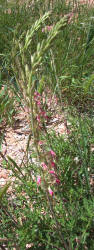 Scarlet Gaura, Gaura coccinea, A (2)