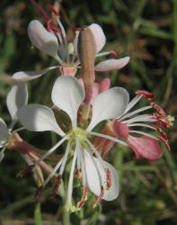 Scarlet Gaura, Gaura coccinea, B (1)