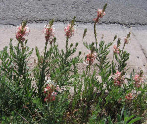 Scarlet Gaura, Gaura coccinea, B