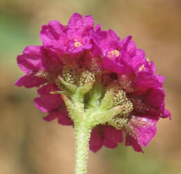 Scarlet Spiderling, Boerhavia coccinea (3)