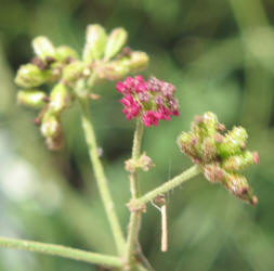 Scarlet Spiderling, Boerhavia coccinea (6)