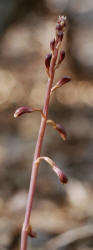 Shining Hexalectris, Hexalectris nitida, Hill (1)