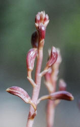 Shining Hexalectris, Hexalectris nitida, Hill (2)