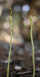 Shining Hexalectris, Hexalectris nitida, Hill