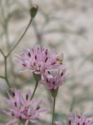 Small Palafoxia, Palafoxia callosa (11)