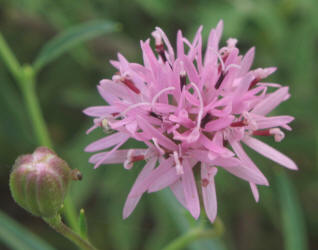 Small Palafoxia, Palafoxia callosa (16)