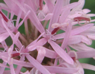 Small Palafoxia, Palafoxia callosa (17)