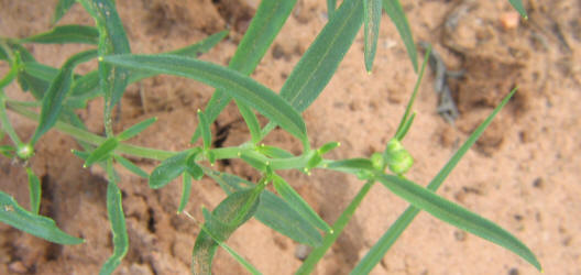 Small Palafoxia, Palafoxia callosa (19)