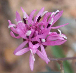 Small Palafoxia, Palafoxia callosa