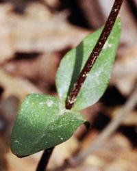 Southern Twayblade, Listera australis, Hill (2)