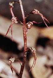 Southern Twayblade, Listera australis, Hill (3)