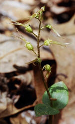 Southern Twayblade, Listera australis, Hill (4)