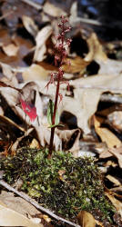 Southern Twayblade, Listera australis, Hill