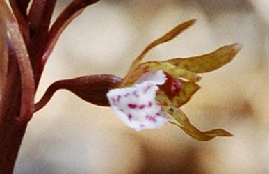 Spring Coralroot, Corallorhiza wisteriana, Hill (1)