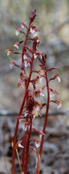 Spring Coralroot, Corallorhiza wisteriana, Hill (2)