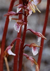 Spring Coralroot, Corallorhiza wisteriana, Hill (3)