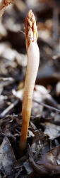 Spring Coralroot, Corallorhiza wisteriana, Hill (4)