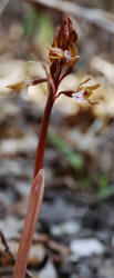 Spring Coralroot, Corallorhiza wisteriana, Hill