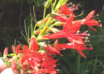 Standing Cypress, Ipomopsis rubra (1)