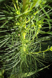 Standing Cypress, Ipomopsis rubra (2)