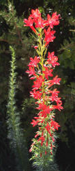 Standing Cypress, Ipomopsis rubra