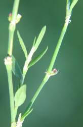 Striped Smartweed, Polygonum striatulum (1)