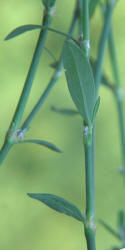 Striped Smartweed, Polygonum striatulum (2)