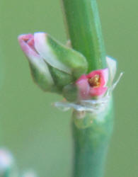 Striped Smartweed, Polygonum striatulum (4)