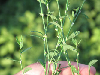 Striped Smartweed, Polygonum striatulum