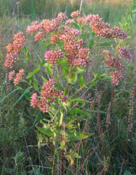 Sweetscent, Pluchea odorata