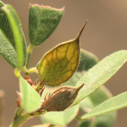 Tall Bushclover, Lespedeza stuevei, VZ (2)