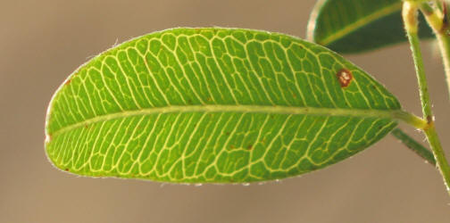 Tall Bushclover, Lespedeza stuevei, VZ (4)