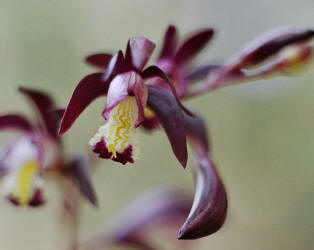 Texas Purple Spike, Hexalectris warnockii, Hill (3)