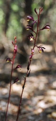 Texas Purple Spike, Hexalectris warnockii, Hill