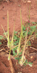 Texas Stork's-bill, Erodium texanum (1)