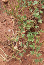 Texas Stork's-bill, Erodium texanum (3)