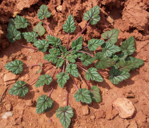 Texas Stork's-bill, Erodium texanum (6)