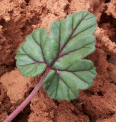 Texas Stork's-bill, Erodium texanum (7)