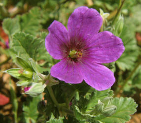 Texas Stork's-bill, Erodium texanum