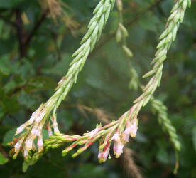 Velvetweed, Gaura mollis, Oenothera curtiflora (1)