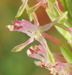 Velvetweed, Gaura mollis, Oenothera curtiflora (10)
