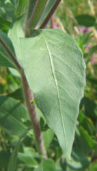 Velvetweed, Gaura mollis, Oenothera curtiflora (11)