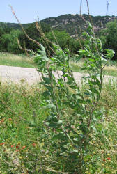 Velvetweed, Gaura mollis, Oenothera curtiflora (12)