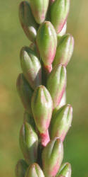 Velvetweed, Gaura mollis, Oenothera curtiflora (13)