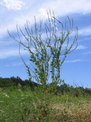 Velvetweed, Gaura mollis, Oenothera curtiflora (17)