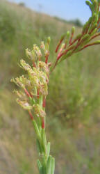 Velvetweed, Gaura mollis, Oenothera curtiflora (19)